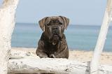 CANE CORSO 245